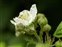 Rosales, Rubus tuberculatus