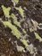 Fungi and Lichens, Rhizocarpon geographicum