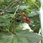 The Gooseberry family, Grossulariaceae, Ribes nigrum