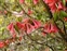 Rhododendron, Rhododendron cinnibarinum