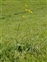 South Somerset, Ranunculus acris