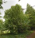 Sorbus aria
