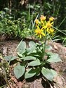 Solidago virgaurea