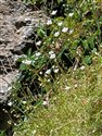 Mossy Saxifrage (guest image)