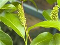 Salix pentandra