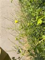 Sisymbrium officinale