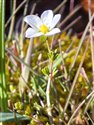 Knotted Pearlwort (guest image)