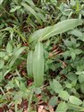Setaria palmifolia