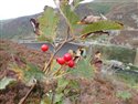 Sorbus anglica