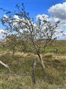 Sorbus aria