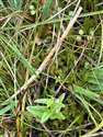 Lesser Skullcap (guest image)