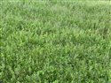 Spergula arvensis