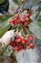 Sorbus leptophylla