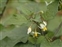 Taxonomic plant kingdom, Solanum nigrum