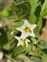 Solanales, Solanum nitidibaccatum