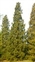 Sequoiadendron, Sequoiadendron giganteum