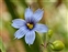 The Iris family, Iridaceae, Sisyrinchium bermudiana