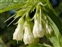 Flowering plants excl. Grasses, sedges and rushes., Symphytum officinale