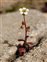 Plant, Saxifraga tridactylites