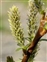 Flowering plants excl. Grasses, sedges and rushes., Salix viminalis