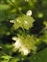 Breconshire, Staphylea pinnata