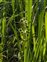 Grasses, sedges and rushes, Sparganium erectum