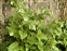 Boundaries, Symphytum orientale