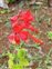 Inflorescence, Salvia splendens