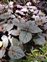Strobilanthes, Strobilanthes alternata