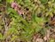 Plant, Silene viscaria