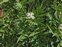 Flowering plants excl. Grasses, sedges and rushes., Sambucus ebulus