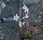 Flowering plants excl. Grasses, sedges and rushes., Sedum album