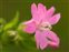 Breconshire, Silene dioica