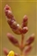 Salicornia, Salicornia ramosissima
