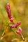 Inflorescence, Salicornia emerici
