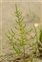 Taxonomic plant kingdom, Salicornia europaea