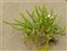 Salicornia, Salicornia dolichostachya