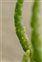 Flower, Salicornia dolichostachya