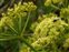 Flowering plants excl. Grasses, sedges and rushes., Smyrnium olusatrum