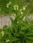 Flowering plants excl. Grasses, sedges and rushes., Symphytum officinale