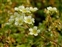 Flowering plants excl. Grasses, sedges and rushes., Saxifraga paniculata