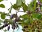 Stem, Solanum dulcamara