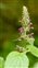 The Dead-nettle family, Lamiaceae, Stachys sylvatica