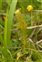 Perennial, Selaginella selaginoides