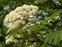 Wild-growing plants and fungi of the British Isles, Sorbus aucuparia