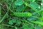 Guest items, Saturnia pavonia