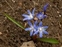 Plants that are alien to the British Isles, Scilla forbesii
