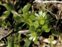 Taxonomic plant kingdom, Stellaria media
