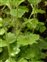 Leaf; basal, Saxifraga granulata