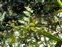Fruit, Sagittaria sagittifolia